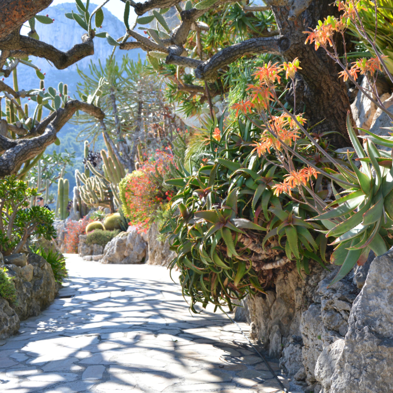 Monaco-Ville, Monaco - May 1, 2019: Exotic garden in Monaco, beautiful cacti and succulents  plant rockery. Scenic sunny path.